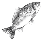 Fish 1